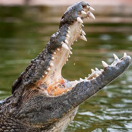 Dubai Crocodile Park – Must-see attractions KohK.com Special Offers, Deals & Discounts in Netherlands, Poland, Hungary, Denmark, Sweden, Latvia