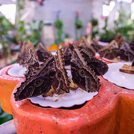 Butterfly Garden – Must-see attractions KohK.com Special Offers, Deals & Discounts in Netherlands, Poland, Hungary, Denmark, Sweden, Latvia
