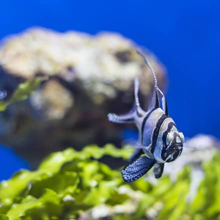 SEA LIFE Manchester Entry Ticket – Top-Rated Attractions KohK.com Special Offers, Deals & Discounts in Netherlands, Poland, Hungary, Denmark, Sweden, Latvia