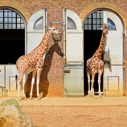 London Zoo: Entry Ticket – Recently Added Experiences KohK.com Special Offers, Deals & Discounts in Netherlands, Poland, Hungary, Denmark, Sweden, Latvia