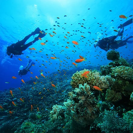 Scuba Diving at Sealine – Qool Qatar – Must-see attractions KohK.com Special Offers, Deals & Discounts in Netherlands, Poland, Hungary, Denmark, Sweden, Latvia
