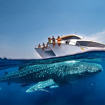 Whale Sharks Sighting – Qool Qatar – Must-see attractions KohK.com Special Offers, Deals & Discounts in Netherlands, Poland, Hungary, Denmark, Sweden, Latvia