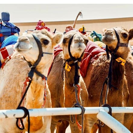 Camelicious Dubai – Must-see attractions KohK.com Special Offers, Deals & Discounts in Netherlands, Poland, Hungary, Denmark, Sweden, Latvia