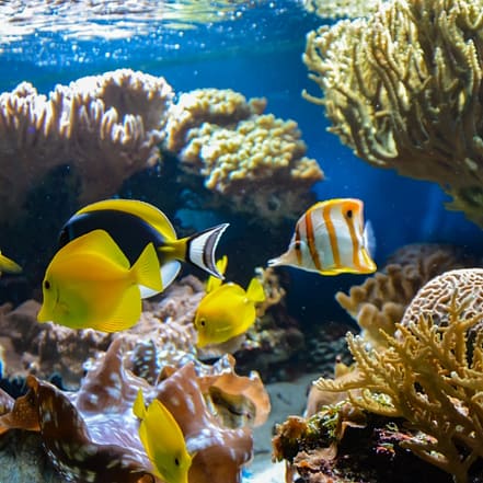 SEA LIFE London Aquarium – Entry Ticket – Top-Rated Attractions KohK.com Special Offers, Deals & Discounts in Netherlands, Poland, Hungary, Denmark, Sweden, Latvia