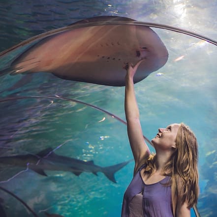 Dubai Aquarium & Underwater Zoo – Ray Encounter – Experiences KohK.com Special Offers, Deals & Discounts in Netherlands, Poland, Hungary, Denmark, Sweden, Latvia