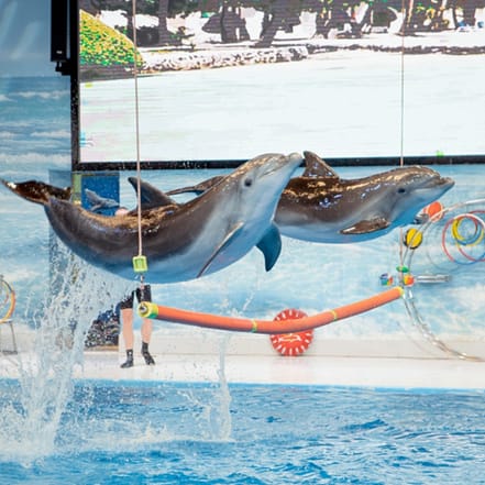 Dolphin & Seal Show – Dubai Dolphinarium + The Green Planet Dubai – Combo – Must-see attractions KohK.com Special Offers, Deals & Discounts in Netherlands, Poland, Hungary, Denmark, Sweden, Latvia