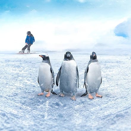 Ski Egypt – Indoor Attractions KohK.com Special Offers, Deals & Discounts in Netherlands, Poland, Hungary, Denmark, Sweden, Latvia