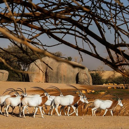 Al Ain Zoo Tickets – Experiences KohK.com Special Offers, Deals & Discounts in Netherlands, Poland, Hungary, Denmark, Sweden, Latvia