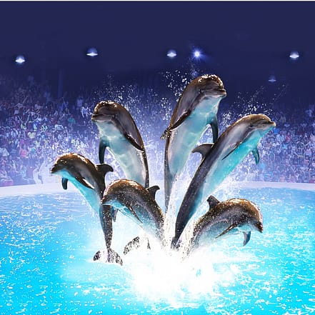 Dolphin & Seal Show – Dubai Dolphinarium – Must-see attractions KohK.com Special Offers, Deals & Discounts in Netherlands, Poland, Hungary, Denmark, Sweden, Latvia