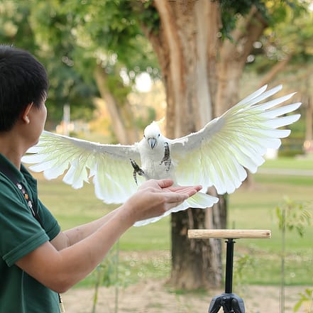 Exotic Bird Show – Dubai Dolphinarium – Dubai Dolphinarium KohK.com Special Offers, Deals & Discounts in Netherlands, Poland, Hungary, Denmark, Sweden, Latvia