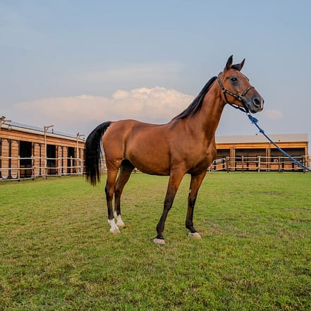 Horse Riding at Al Marmoom Oasis With Transfer – Desert safaris KohK.com Special Offers, Deals & Discounts in Netherlands, Poland, Hungary, Denmark, Sweden, Latvia