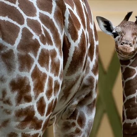 ARTIS Amsterdam Royal Zoo: Entry Ticket – Recently Added Experiences KohK.com Special Offers, Deals & Discounts in Netherlands, Poland, Hungary, Denmark, Sweden, Latvia