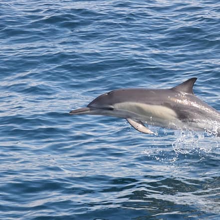 Dolphins Watching & Snorkeling – Sightseeing and Tours KohK.com Special Offers, Deals & Discounts in Netherlands, Poland, Hungary, Denmark, Sweden, Latvia