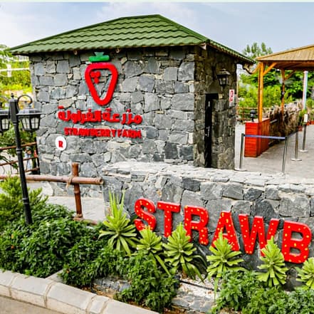 Strawberry Farm – Top-Rated Attractions KohK.com Special Offers, Deals & Discounts in Netherlands, Poland, Hungary, Denmark, Sweden, Latvia