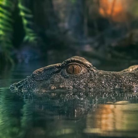 Dubai Aquarium & Underwater Zoo – King Crock Encounter – Experiences KohK.com Special Offers, Deals & Discounts in Netherlands, Poland, Hungary, Denmark, Sweden, Latvia